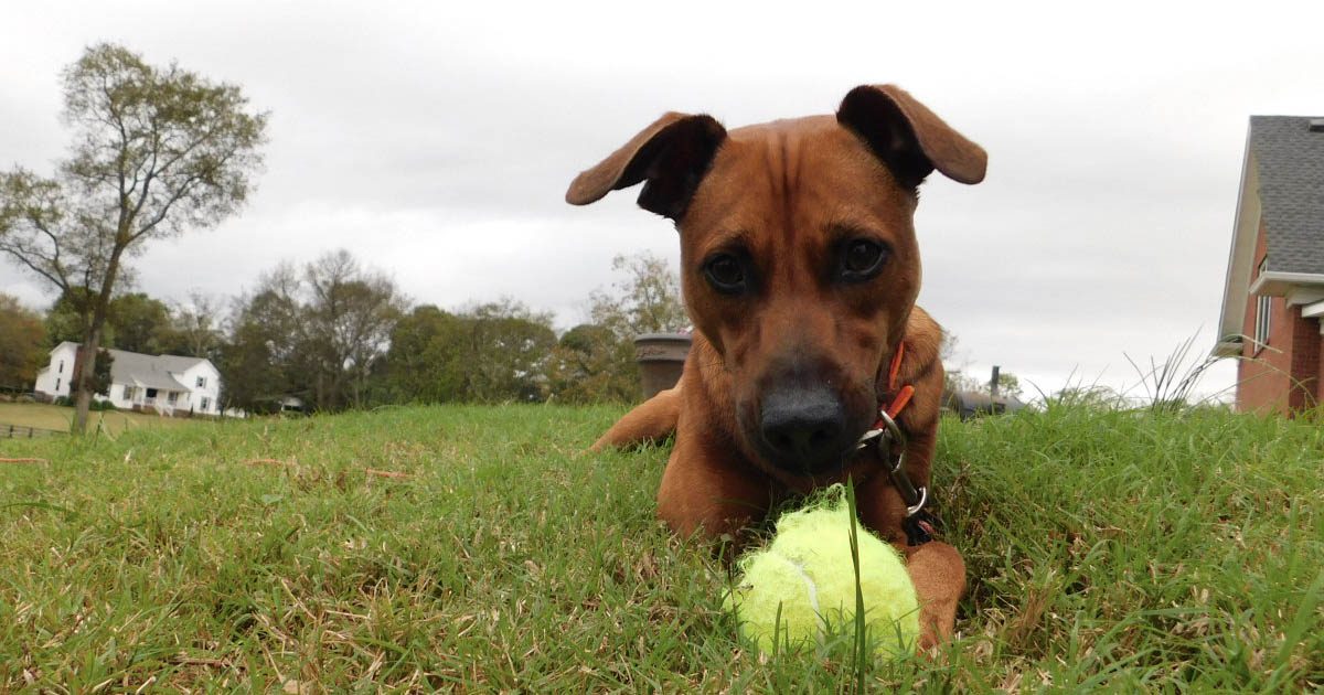 Dog with Tennis Ball